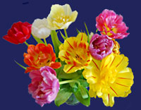 Tulpenstrauß